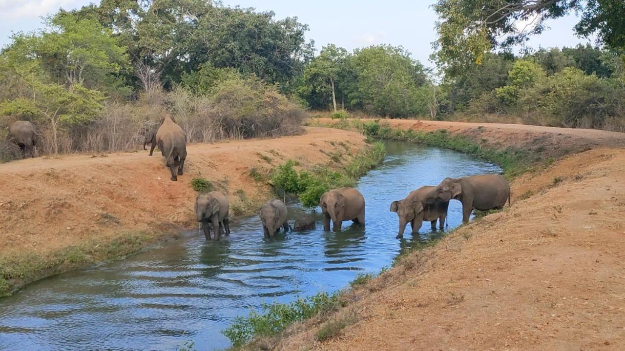 Udawalawa Safari House Hotell Udawalawe Eksteriør bilde